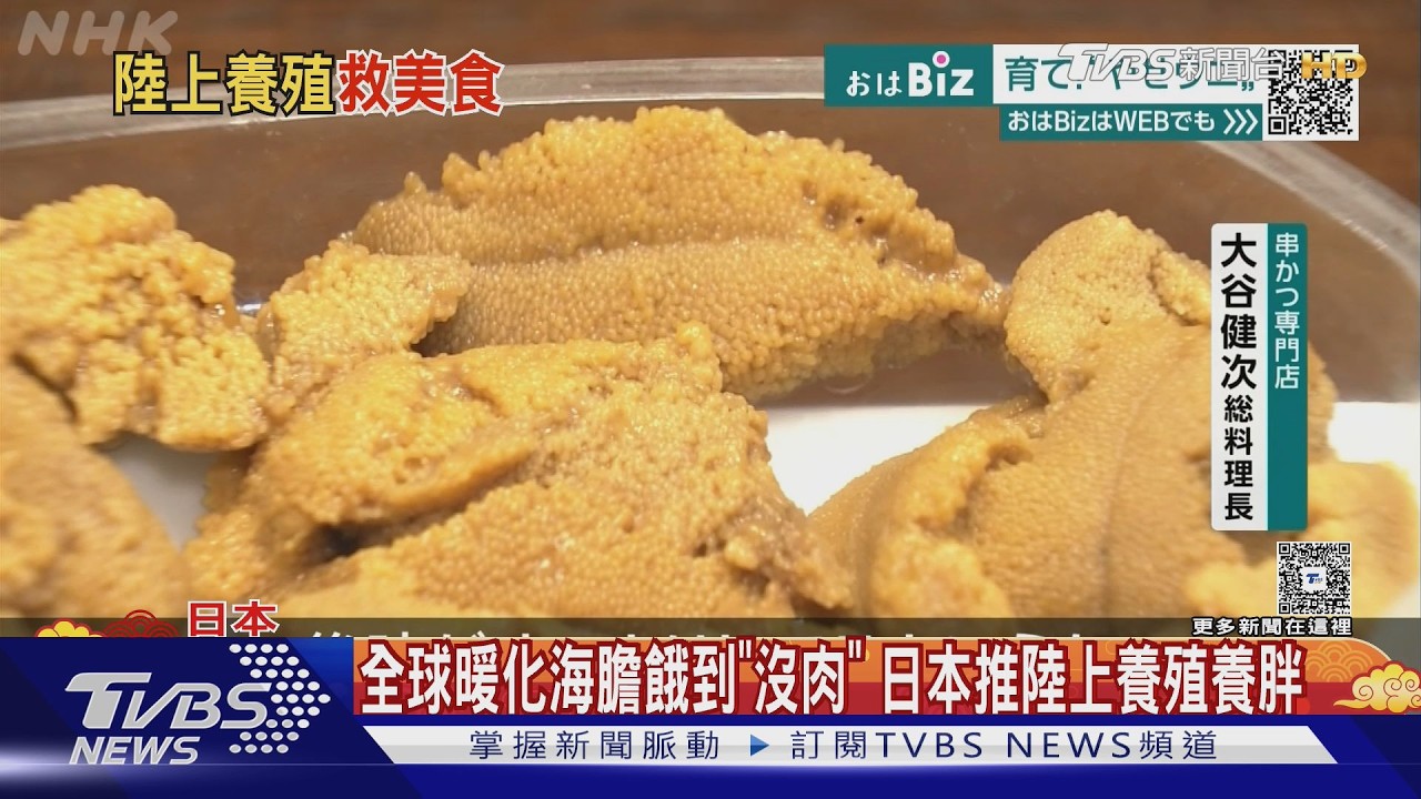 影音/日本海膽「切開幾乎是空的」!暖化害海藻銳減 業者花10年研發解方