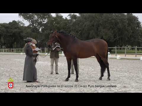 210201 13 Endiabrado - Aprovação de Garanhões