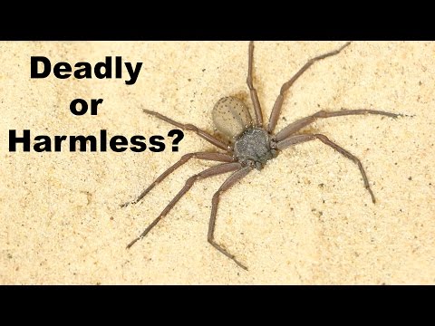DEADLIEST SPIDER ON THE PLANET... is a Total Wimp?