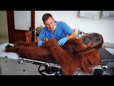 Les animaux qui choquent totalement les vétérinaires lors des examens ! 🤣 funniest animal videos