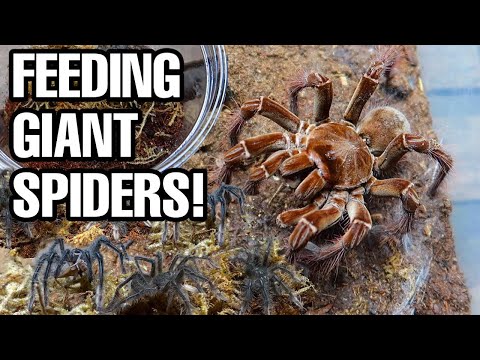 GIANT SPIDERS! Feeding my 12 Goliath Birdeater Tarantulas!