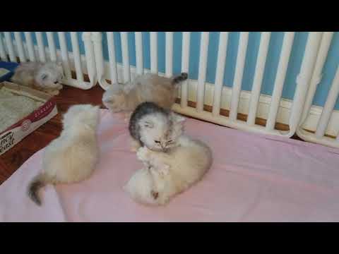 Kaerik RagaMuffin Kittens