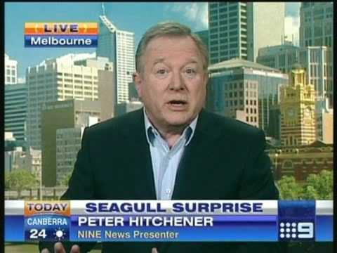 UN GABBIANO GIGANTE MINACCIA IL GIORNALISTA DI CHANNEL 9