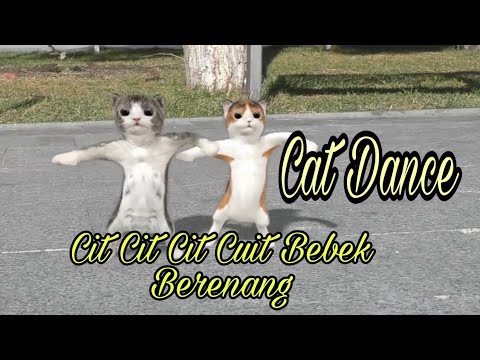Cit Cit Cuit Bebek Berenang || kucing lucu joged
