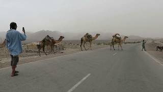 preview picture of video 'Camel caravan in Danakil Depression, Ethiopia'