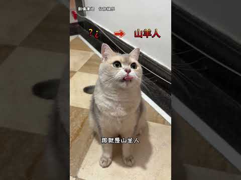 【鈍鈍的日常】啊？！身邊出現山羊人了？！ #cutecats #貓咪 #萌寵