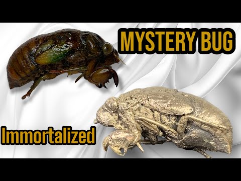 Immortalizing a Dead Bug in Bronze