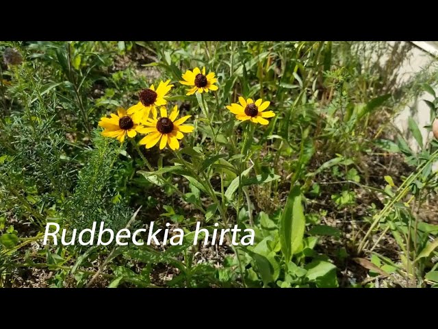 Výslovnost videa Rudbeckia hirta v Anglický