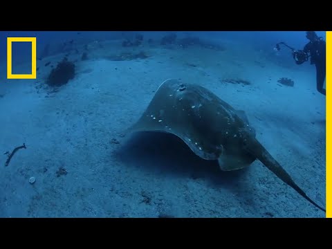 Première étude sur la plus grande raie marine connue