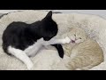 Cat Punishes Kitten For Biting His Tail