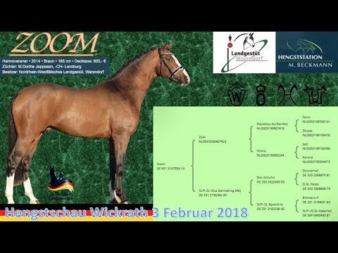 Zoom Hengstschau Wickrath 2018