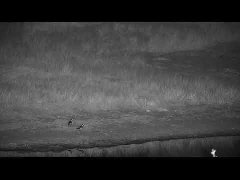 Djuma: Puff Adder moving about-Pt:2 - 21:02 - 04/20/19