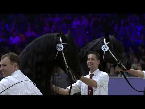 HK 2024   Kampioenskeuring jongere hengsten