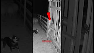 UMA CÂMERA DE SEGURANÇA DE UMA FAZENDO CAPTUROU ALGO MUITO ESTRANHO