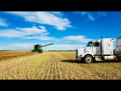 WATCH China implements trade war tariff of 75.8% on Canadian Canola