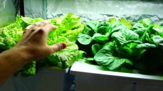 Hydroponic Lettuce Ready To Eat?