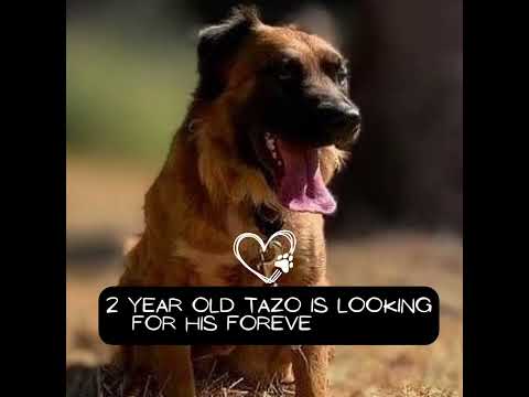Tazo, an adoptable German Shepherd Dog Mix in Grass Valley, CA_image-1