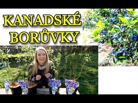 KANADSKÉ BORŮVKY | pěstování KANADSKÝCH BORŮVEK v nádobách od jara do zimy - přesazení, řez, hnojení