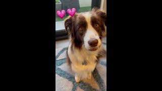 犬の気持ち#bordercollie #ボーダーコリー #犬との暮らし