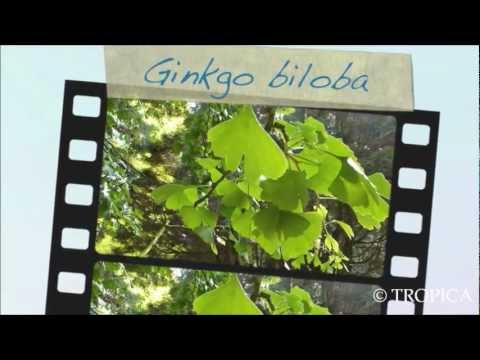 Ginkgo biloba