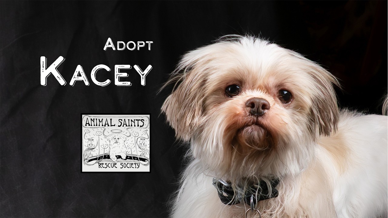 Enlarge Kacey , a ADOPTABLE mixed breed in Fort Montgomery, NY video 6/6