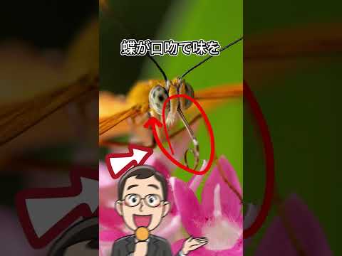 蝶の足は何本ありますか?