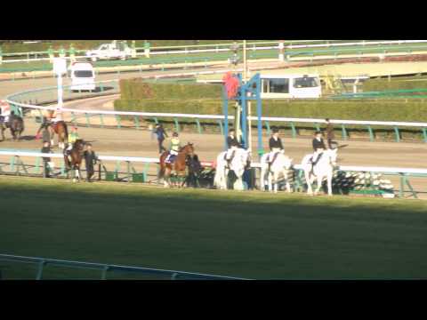 【2013.12.15】中山１１R　第６５回朝日杯フューチュリティＳ（ＧＩ）本馬場入場