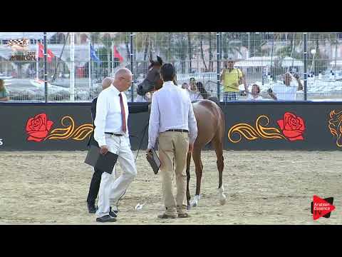 N.112 DOSAR ALSAYED - Menton 2019