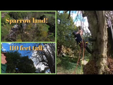 27/03/23 Reducing huge mistletoe laden Lime trees!