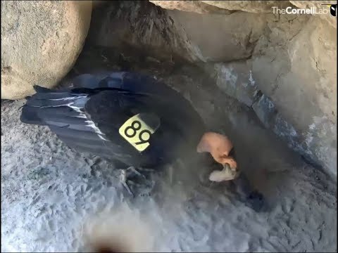 Hutton's Bowl Condor Cam ~ Feeding & Preening Of Condor Chick By #89; Flapping 6.3.18