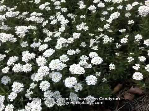 download lagu mp3 mp4 Candytuft Iberis Masterpiece, download lagu Candytuft Iberis Masterpiece gratis, unduh video klip Candytuft Iberis Masterpiece