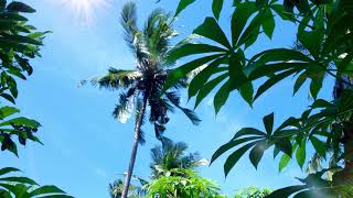 Sunny Day in The Farm Field With Coconut Trees and Cassava Plants