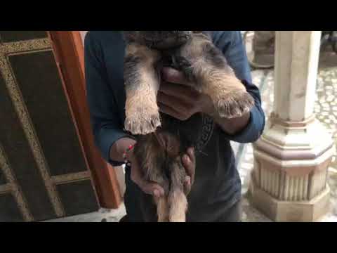 German Shepherd puppies available for sale at kushagra dog kennel call now 8303399198