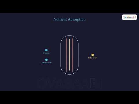 Villi: Absorption Superstars