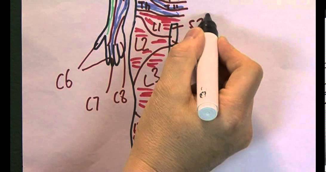 Skin 10, Dermatomes - YouTube
