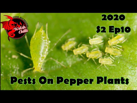, title : 'PESTS ON PEPPER PLANTS, managing pests on pepper plants and how to get rid of pepper pests.'