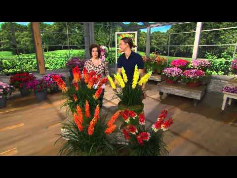 download lagu mp3 mp4 Red Poker Popsicle Series, download lagu Red Poker Popsicle Series gratis, unduh video klip Red Poker Popsicle Series