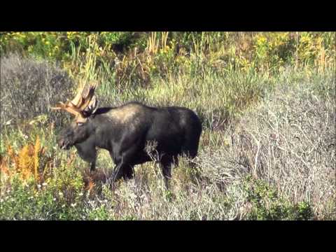 Steve MacDonald calling Maine bull moose
