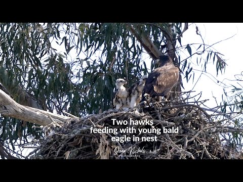 Nesting bald eagle feeding with two baby red tail hawks