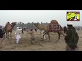Camel Dangal 2022 In Layyah 1