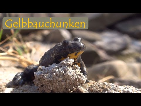 Gelbbauchunken - Alpine Verwandte der Rotbauchunken | mit Martin Maschka