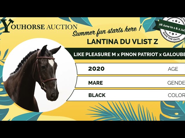 Lantina Z