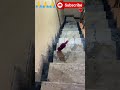 Breaking Glass Bottles Video Rolling Down Stairs Glass Breaking Short Video Breakingglass Asmr