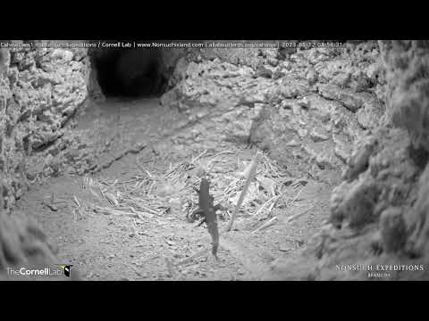 Bermuda Skink Poses For A Moment Before Heading Out | #CahowCam | May 12, 2023