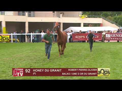 Show Aqps Ouest 2019 : Lot 92 - HONEY DU GRANIT