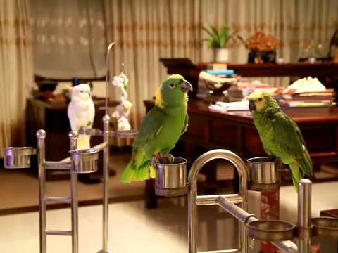 Parrot singing chinese song (妹妹坐船头)