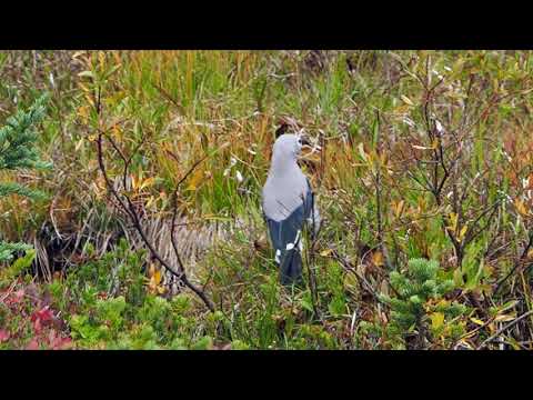 Orešnica borovicová (Nucifraga columbiana) — spev a hlas v prírode