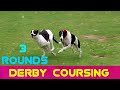 Coursing Derby Greyhound Dog Race Winner Track Race Dog Hunting MS HUNTING CLUB