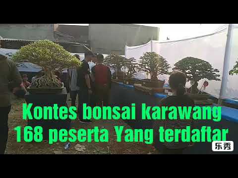 Kontes bonsai Karawang 2019  #4