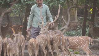 preview picture of video 'DeerPark ।। Parmadan ।। বিভূতিভূষণ অভয়ারণ্য'